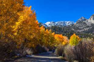 Aspens along road to North Lake-9406.jpg